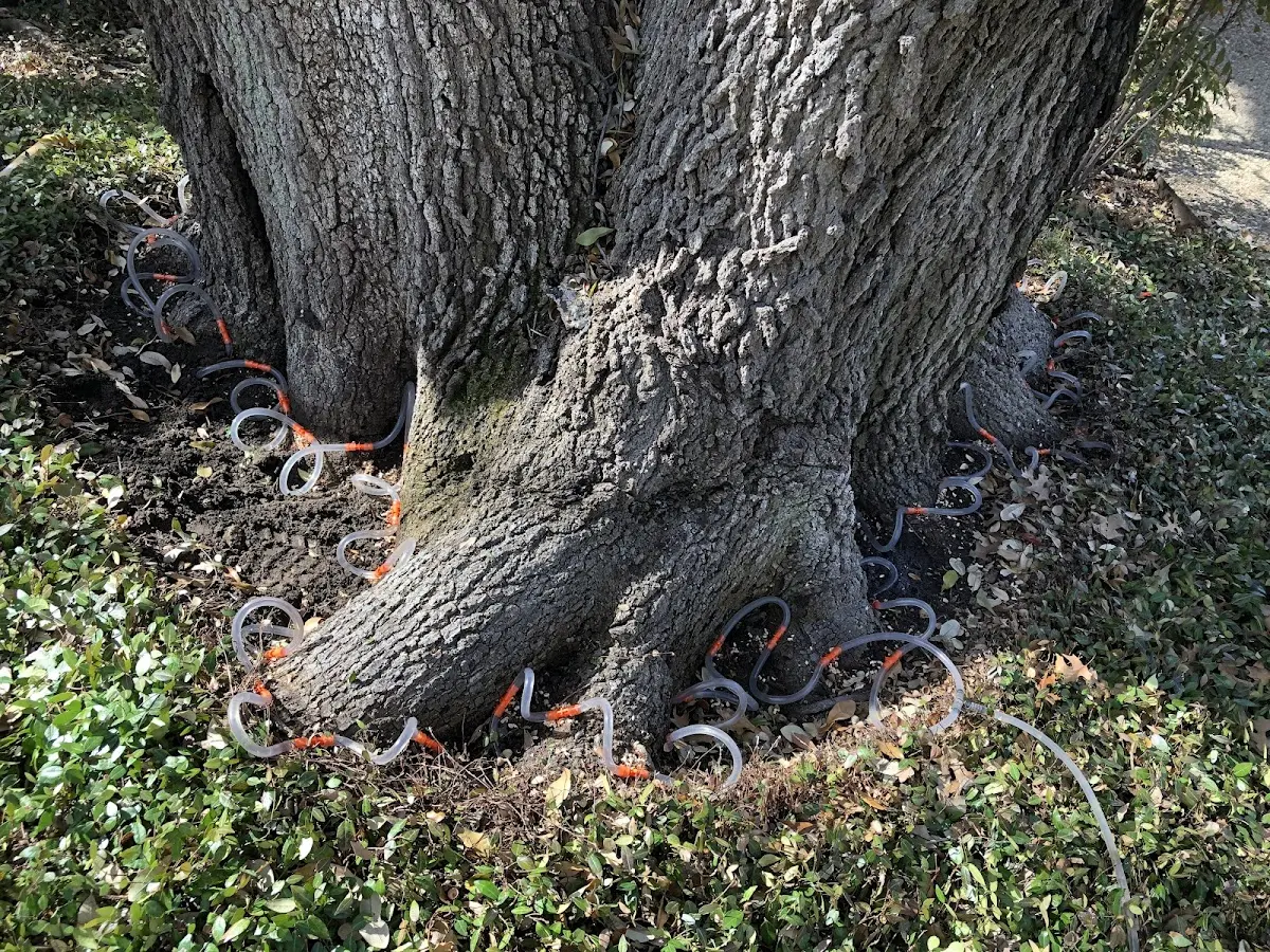 Detailed Tree Cabling and Bracing job site in Douglassville