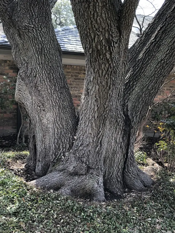 Mature heritage tree close to a Douglassville property cared for by certified arborists